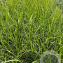 Pennisetum orientale GM 2,0L