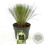 Stipa tenuissima 'Ponytails' GM 2,0L