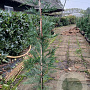 Cupressocyparis leylandii 60-80 cm 3,0L