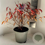 Prunus incisa 'Paean' 30-40 cm 5,0L