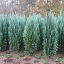 Chamaecyparis l. 'Columnaris' 140-160 cm met kluit