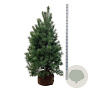 Pinus sylvestris 150-175 cm draadkluit extra