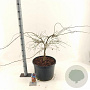 Acer pal. 'Garnet' 80-100 cm 35L