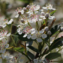 Aronia melanocarpa 'Hugin' GM C1.3