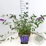 Buddleja d. 'Empire Blue' 40 cm 10L