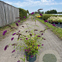 Buddleja d. 'Royal Red' 80-100 cm 10L