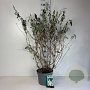 Buddleja d. 'White Profusion' 80-100 cm 10L