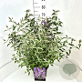 Buddleja 'Lochinch' 60-80 cm 10L