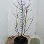 Chionanthus virginicus 125-150 cm 35L solitair