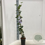 Hedera hel. 'Woerner' 70 cm rozenpot 2L met stok