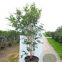 Heptacodium miconioides 200-225 cm cont. 90L solitair