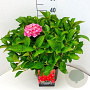 Hydrangea m. 'Alpenglühen' 40-50 cm 10L