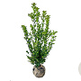 Ilex meserv. Blue Maid 60-80 cm met kluit