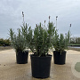 Lavandula ang. 'Munstead' 15-20 cm C1
