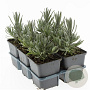 Lavandula ang. 'Munstead' GM P9