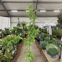 Liquidambar styraciflua 175-200 cm 10L met stok geveerd