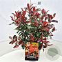 Photinia Magical Volcano 40-50 cm 10L