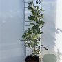 Quercus robur 40-60 cm 2,0L