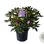 Rhododendron 'Everestianum' 60-80 cm 35L