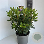 Rhododendron 'Nancy Evans' 40-50 cm 5,0L