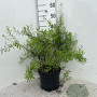 Spiraea thunbergii 40-60 cm 5,0L