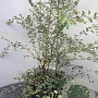 Spiraea vanhouttei 80-100 cm 5,0L