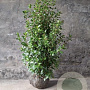 Viburnum tinus 80-100 cm met kluit