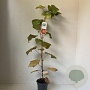 Vitis coignetiae 70 cm 2,0L met stok