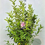 Weigela 'Rosea' 100-120 cm 10L