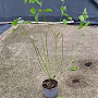 Cornus sanguinea 60-80 cm 2,0L