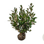 Elaeagnus ebb. 'Compacta' 60-80 cm met kluit