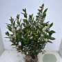 Elaeagnus ebb. 'Compacta' 100-120 cm met kluit