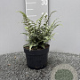 Athyrium niponicum 'Red Beauty' GM 2,0L