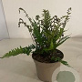 Athyrium otophorum 'Okanum' GM 2,0L