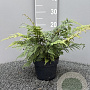 Athyrium otophorum 'Okanum' GM 2,0L