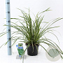 Carex morrowii 'Ice Dance' 20-25 cm 2,0L