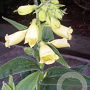 Digitalis grand. 'Creme Bell' GM 2,0L