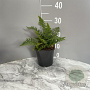 Dryopteris affinis GM 2,0L