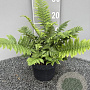 Dryopteris cycadina GM 2,0L