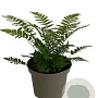 Dryopteris cycadina GM 2,0L