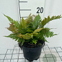 Dryopteris erythrosora prolifica GM 2,0L