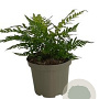 Dryopteris lepidopoda GM 2,0L