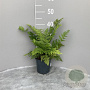 Dryopteris marginalis GM 2,0L