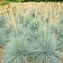 Festuca cinerea GM P9
