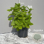Melissa officinalis GM 2,0L
