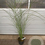 Miscanthus sin. 'Gracillimus' GM C5