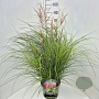 Miscanthus sin. 'Red Chief' 80-100 cm 10L
