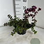 Origanum 'Rosenkuppel' GM 2,0L