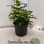 Osmunda regalis 25-30 cm 2,0L