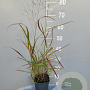 Panicum virgatum 'Shenandoah' GM 2,0L